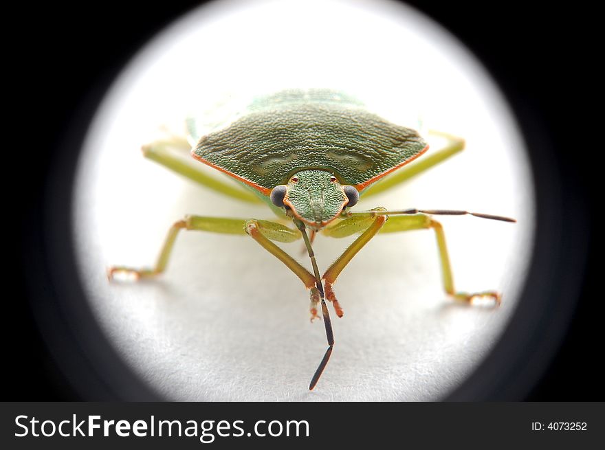 A stink bug poses for a picture (macrospur 1:1)