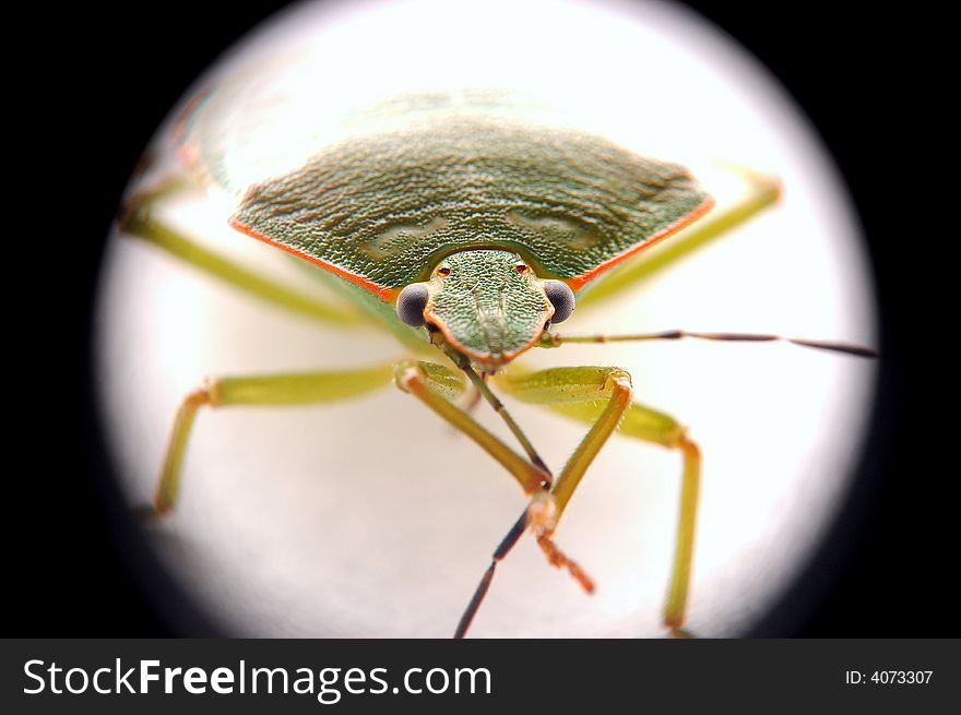 A stink bug poses for a picture (macrospur 2:1)