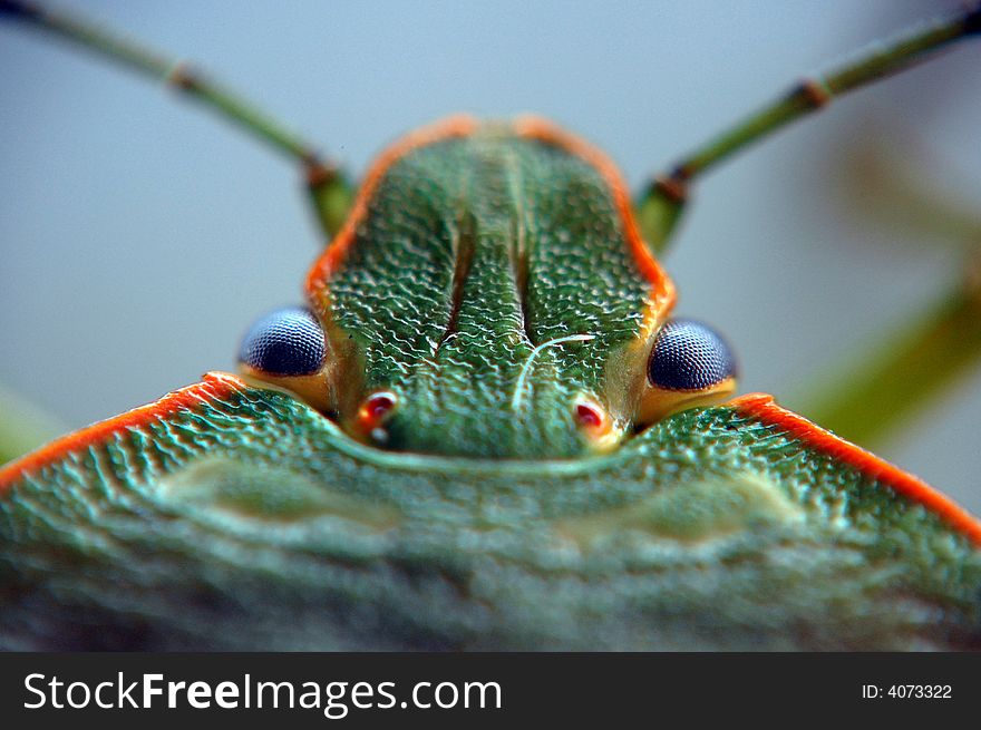 A stink bug poses for a picture (macrospur 6:1 ratio)