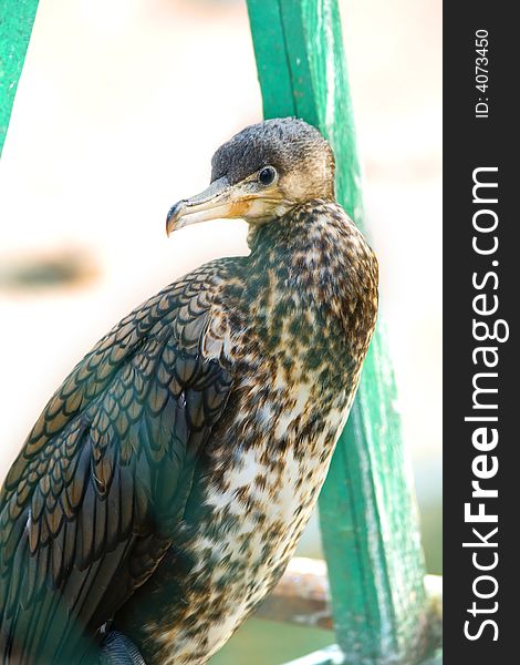 The cormorant sitting on a pier, observing of people