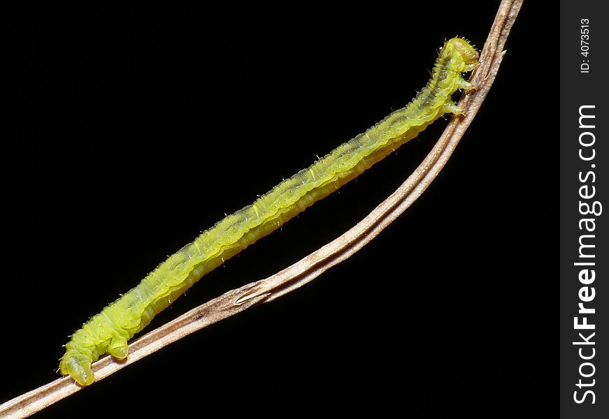 This caterpillar or larve is stretching his whole body in the early morning. This caterpillar or larve is stretching his whole body in the early morning.