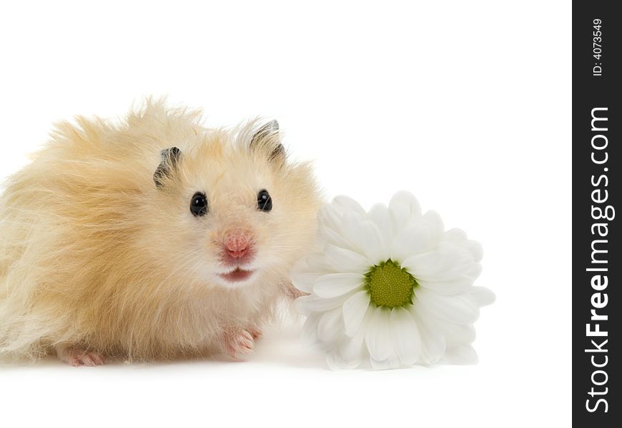 Fluffy hamster with white flower. Fluffy hamster with white flower