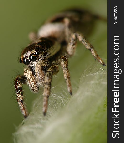 This jumpspider was about 8mm small and is taken with a Raynox202 lens. This jumpspider was about 8mm small and is taken with a Raynox202 lens.