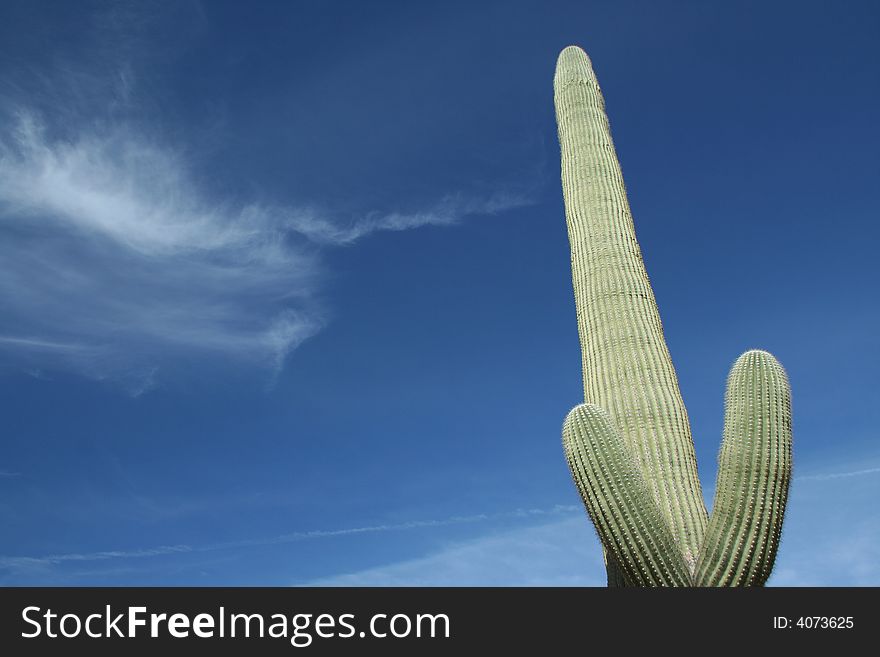 Off-centered Saguaro Cactus against blue sky, Saguaro National Park, Sonoran Desert, Arizona