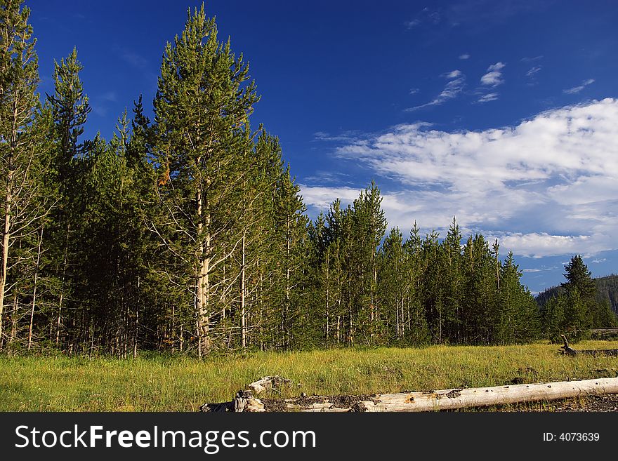 Forest in yellowstone national park