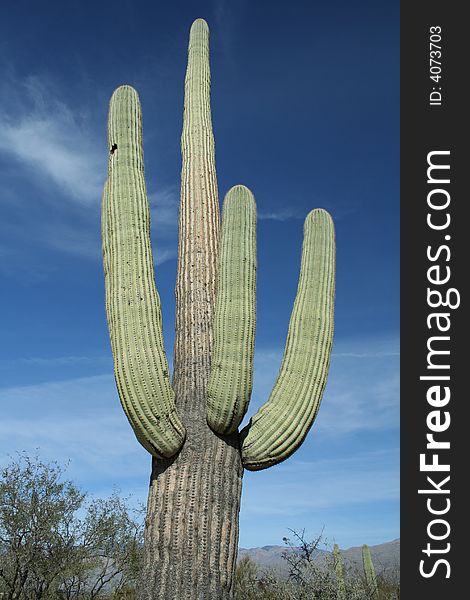 Tall Saguaro Cactus - Saguaro National Park, Sonoran Desert, Tucson, Arizona. Tall Saguaro Cactus - Saguaro National Park, Sonoran Desert, Tucson, Arizona