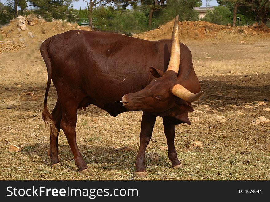 Big brown bull with horns is looking behind himself. Big brown bull with horns is looking behind himself