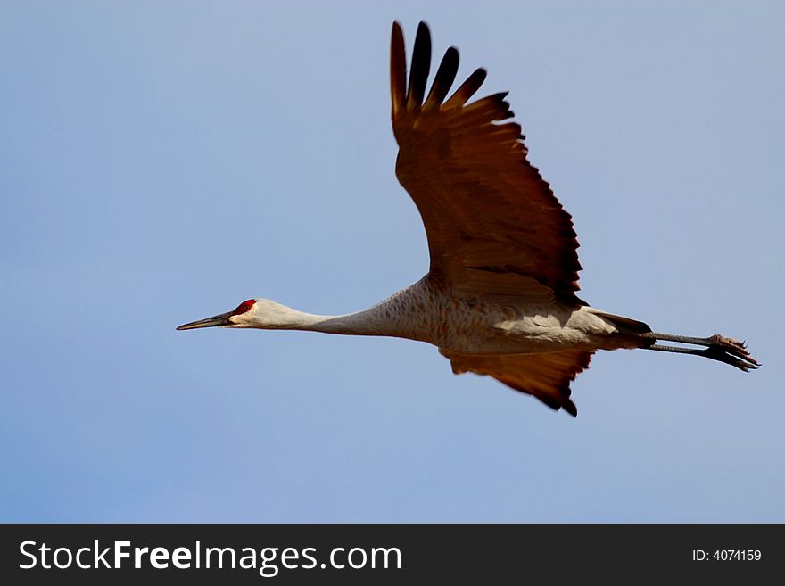 Sandhill Crane In Flight