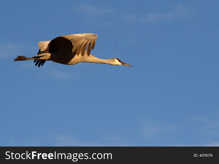 Sandhill crane in flight and blue sky. Sandhill crane in flight and blue sky