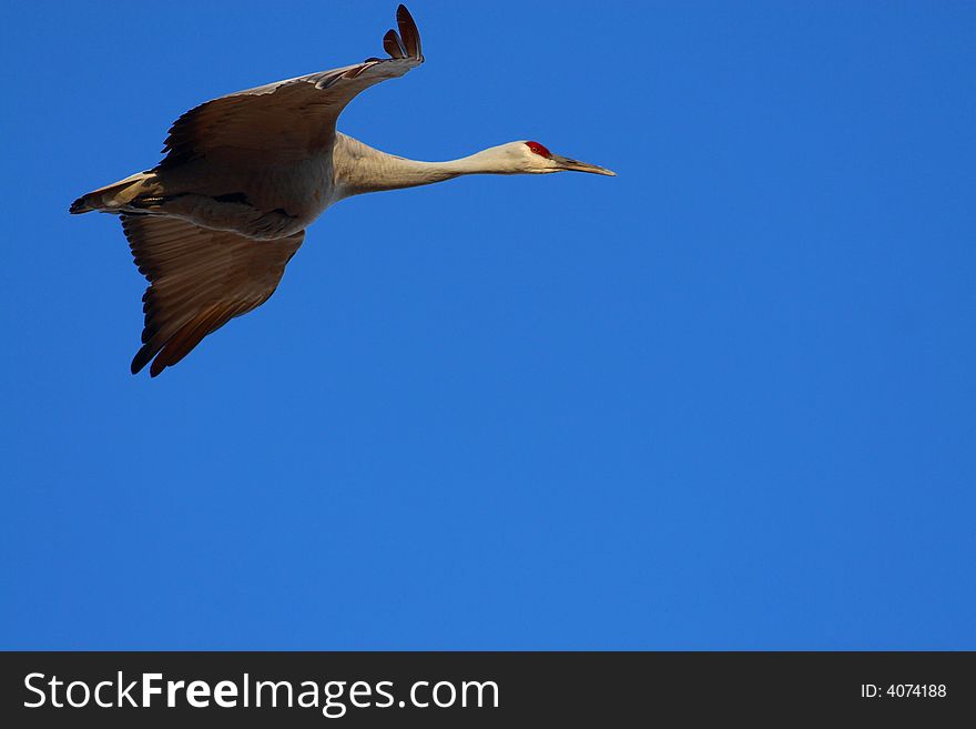 Sandhill crane against a blue sky. Sandhill crane against a blue sky