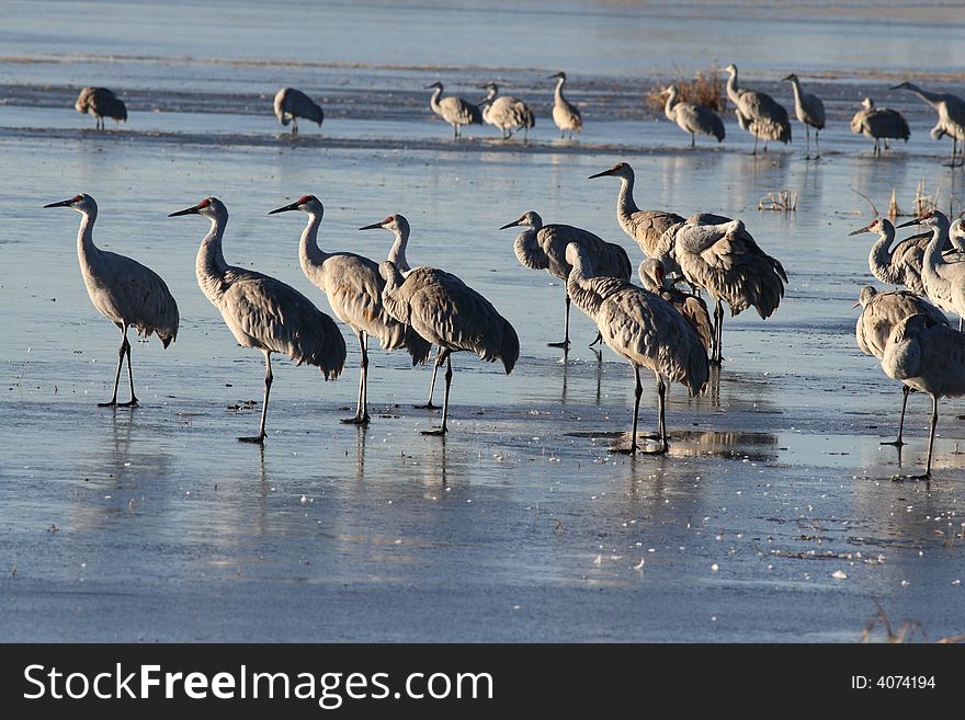 Sandhill cranes at sunrise waiting to take off