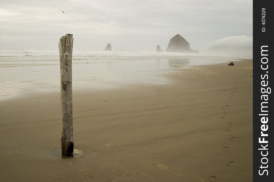 Piling at Haystack Rock