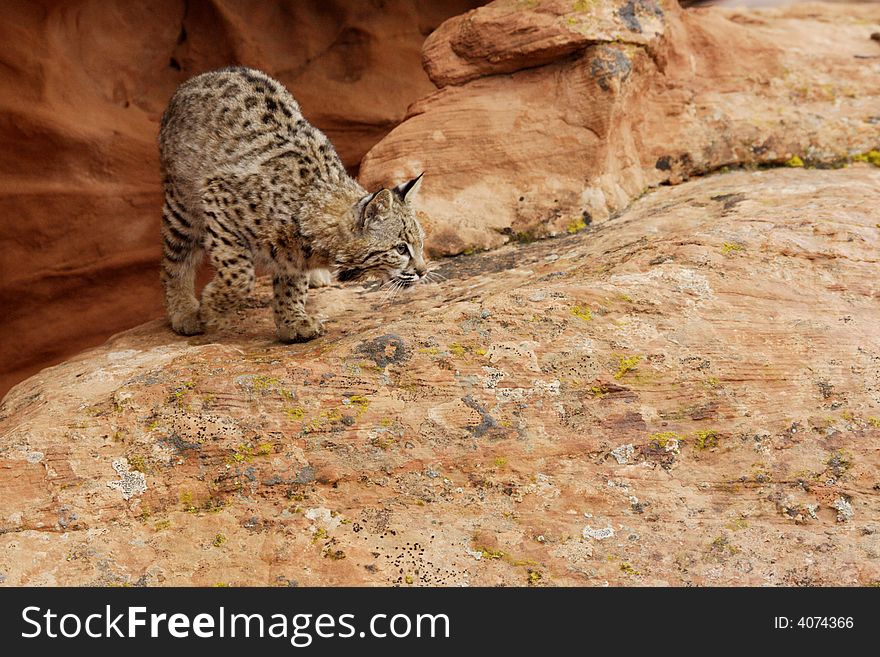 Bobcat on Sandstone Ledge