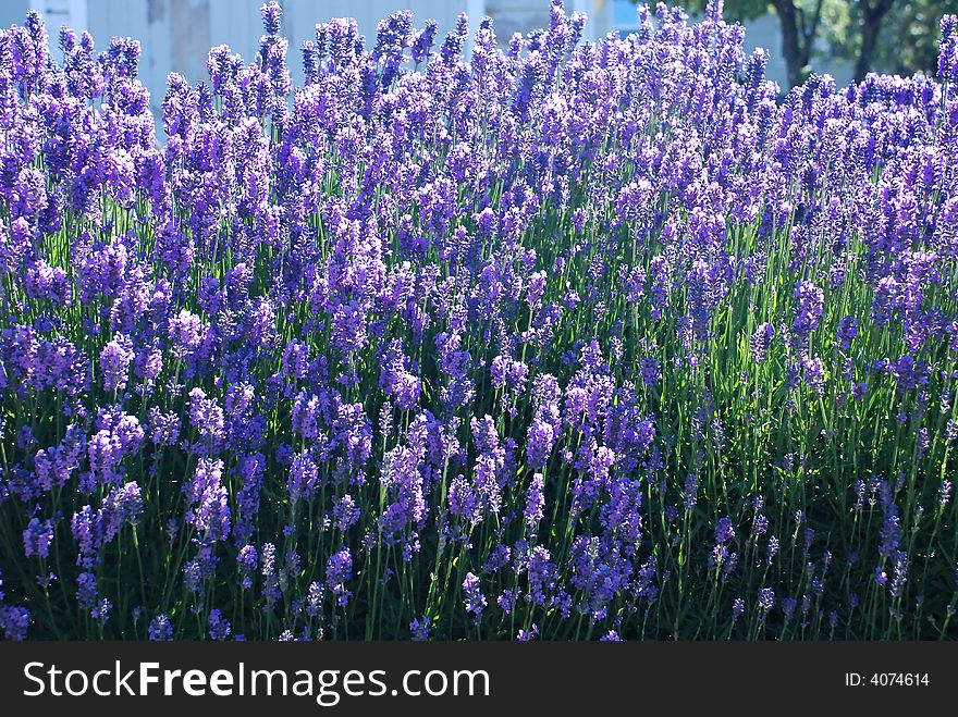 Blue flowers in a field of blue