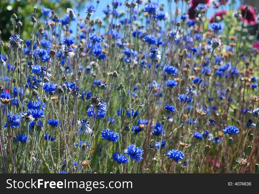 Blue flowers in a field of blue