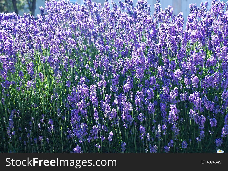 Blue flowers in a field of blue