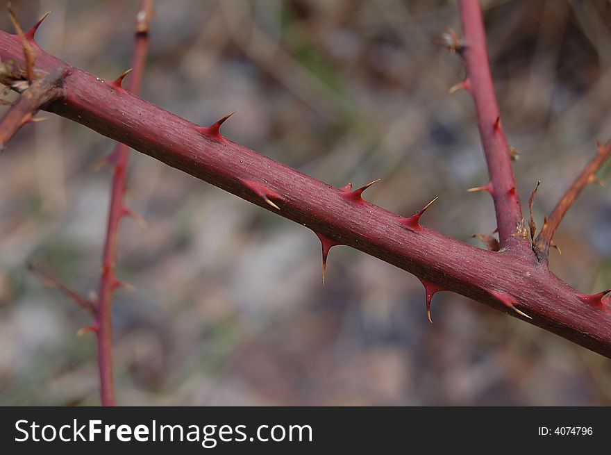 Good look  winter raspberry-cane texture and thorn