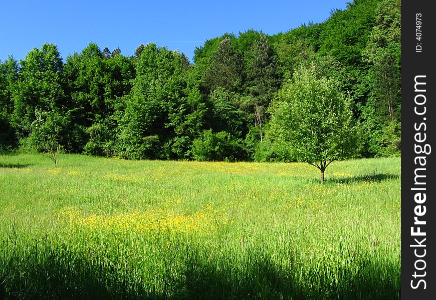 Nature meadow field one tree yellow flowers blue sky. Nature meadow field one tree yellow flowers blue sky