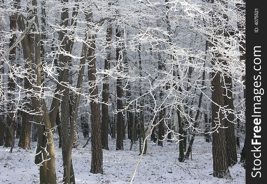 Winter forest with frosted tree branches over blue sky background