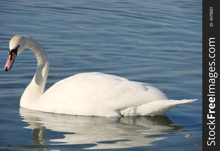 Swimming white swan on Black Sea.