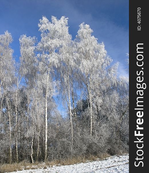 Winter forest with frosted tree branches over blue sky background