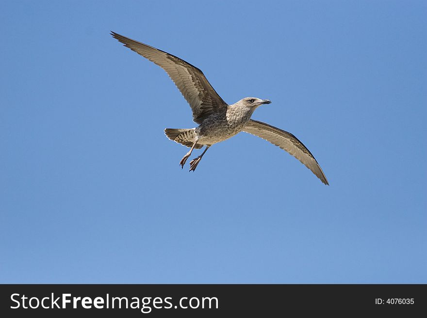 A juvenile Kelp Gull soaring overhead against a blue sky