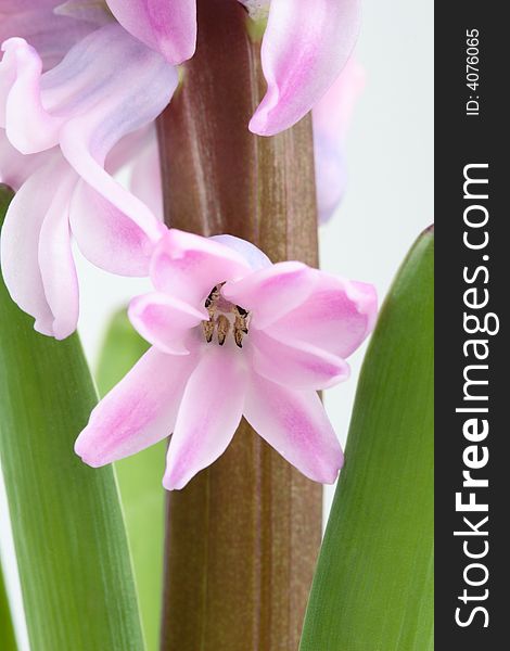 Detail of  beautiful pink hyacinth. Detail of  beautiful pink hyacinth