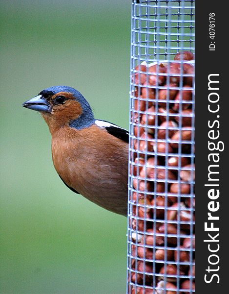 Colourful Male chaffinch On a Feeder