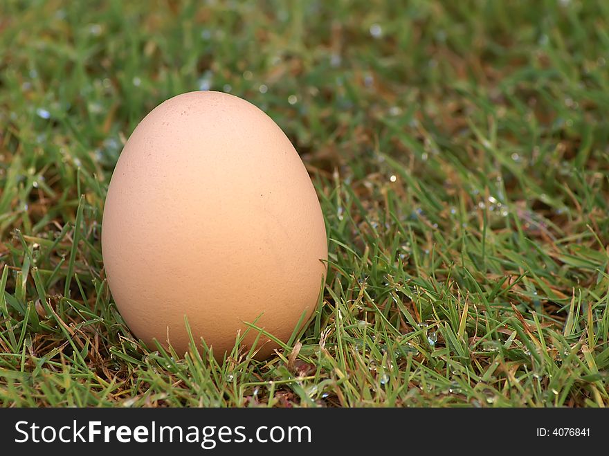 Eggs found in a green garden