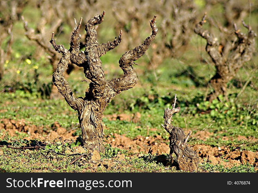 Young vine in the south of France. (Village of La Londe-les-Maures)