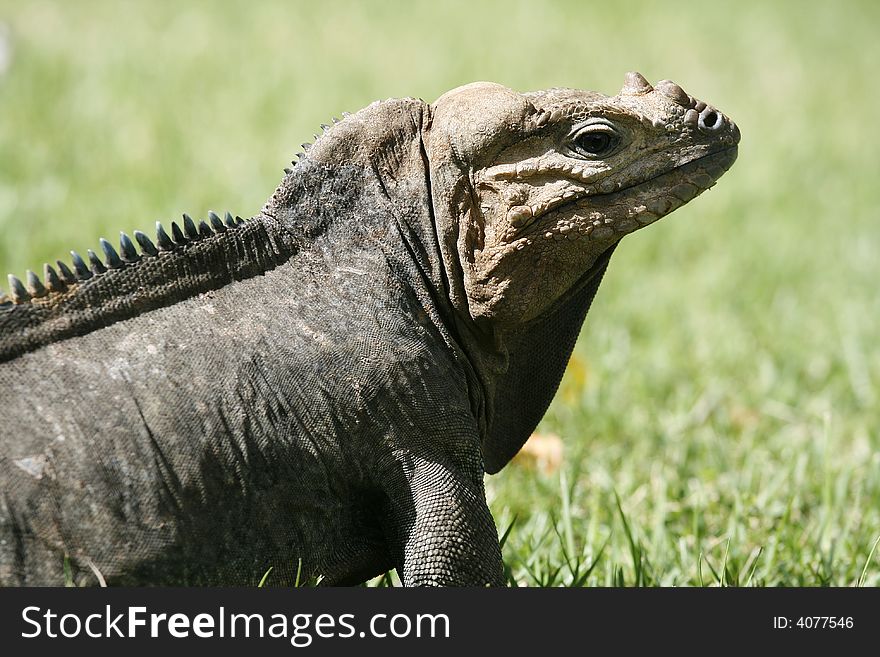 Iguana In Grass