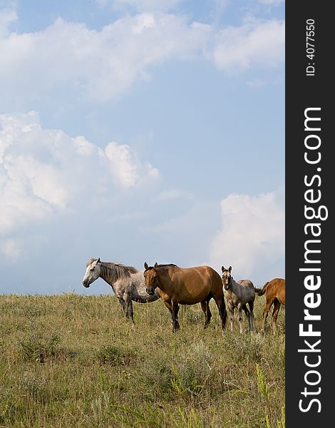 Quarter horse mares and foals is green pasture with blue sky and clouds. Vertical view