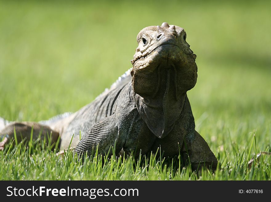 Iguana in front in grass