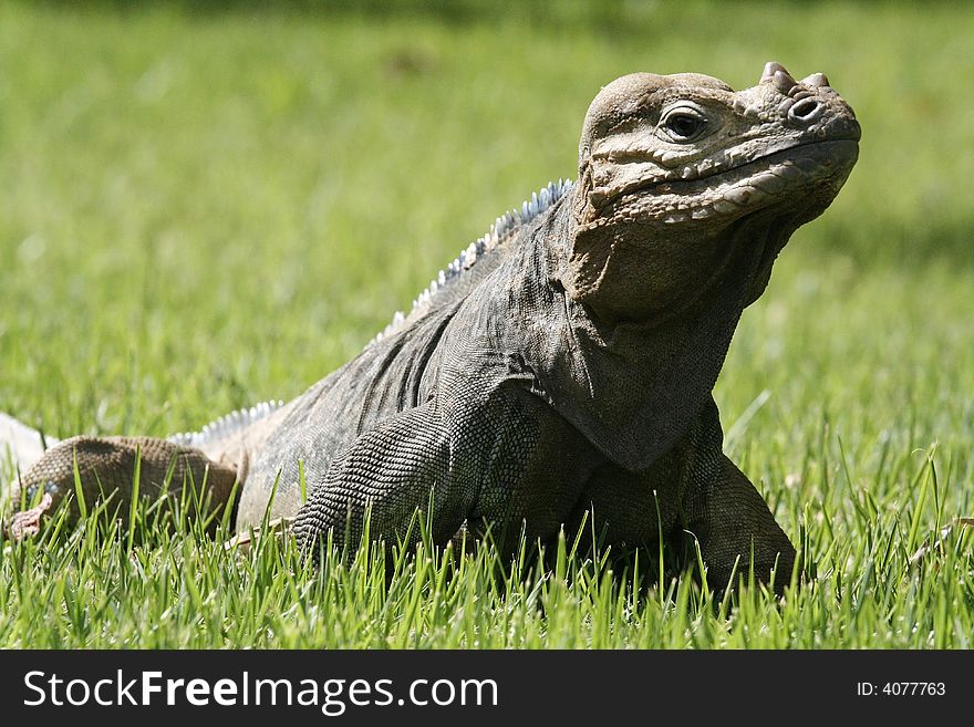 Iguana profile