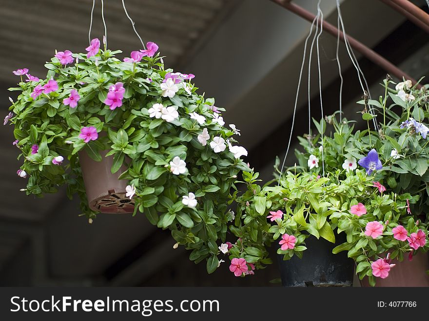 Colorful flowers in hanging flowerpot. Colorful flowers in hanging flowerpot