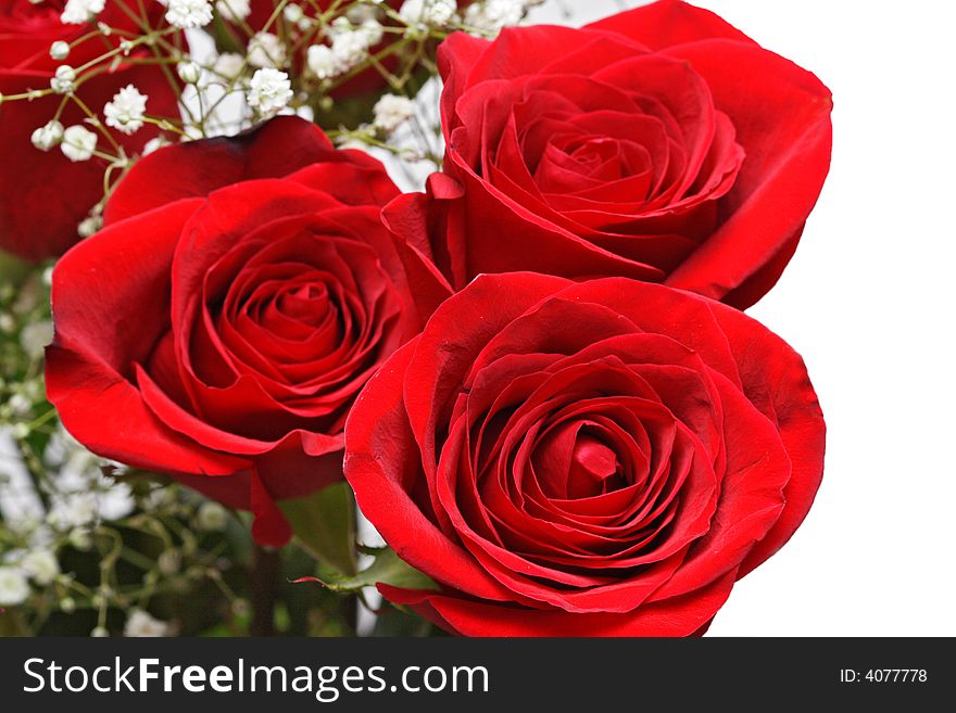 Bunch of Beautiful Red Roses on a White Background. Bunch of Beautiful Red Roses on a White Background
