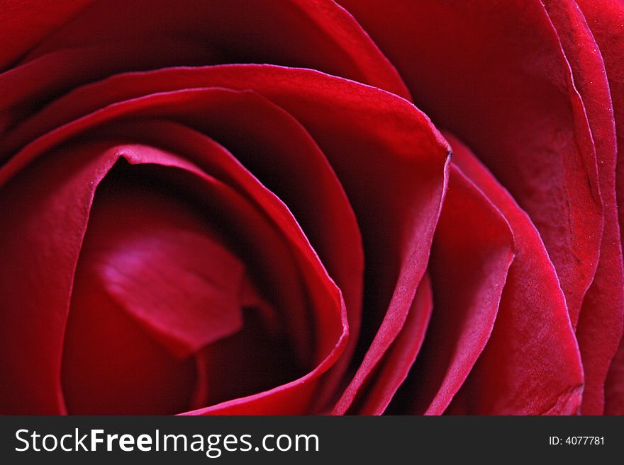 Bunch of Beautiful Red Roses. Bunch of Beautiful Red Roses
