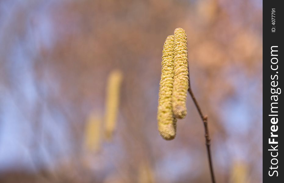 A pair of wild flowers in sunlight in a blur background