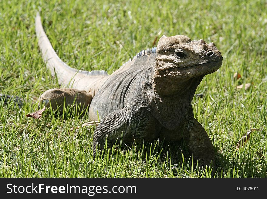 Close-up on iguana in grass. Close-up on iguana in grass