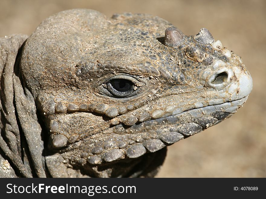 Close up a head iguana. Close up a head iguana
