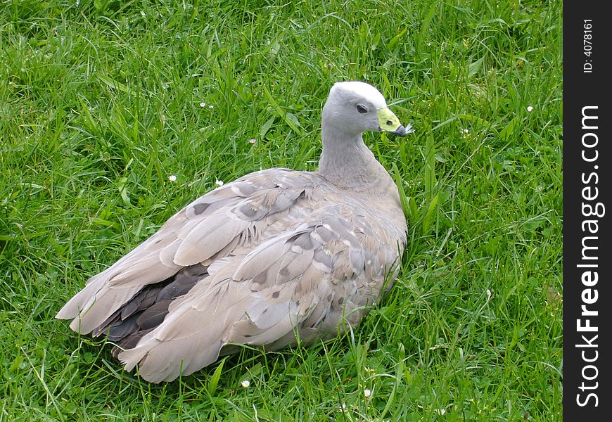 Wild goose sitting in the grass, Tasmania