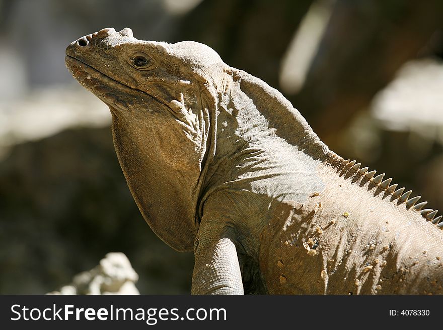 Iguana Profile