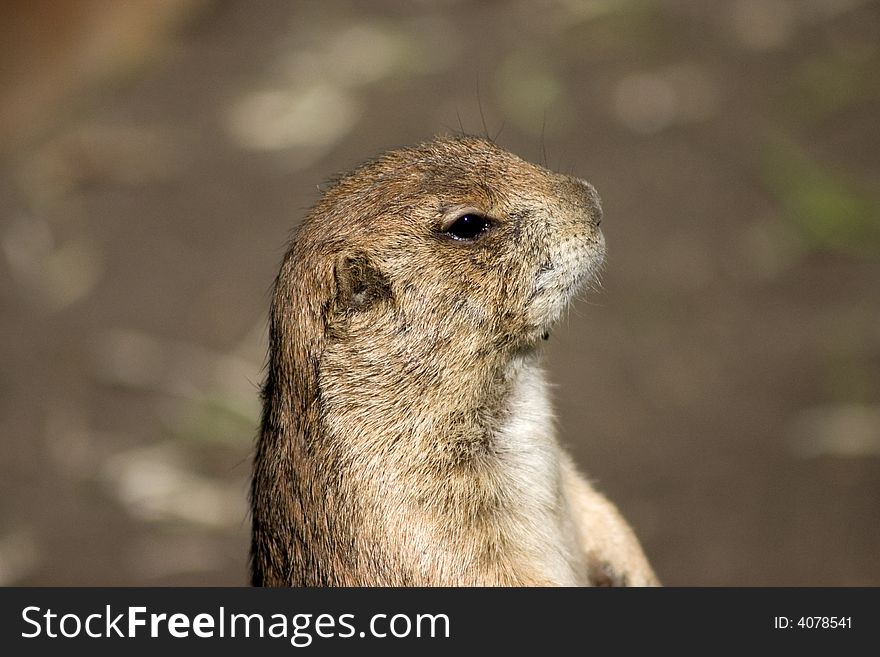 Young ground squirrel checking out the surroundings. Young ground squirrel checking out the surroundings.