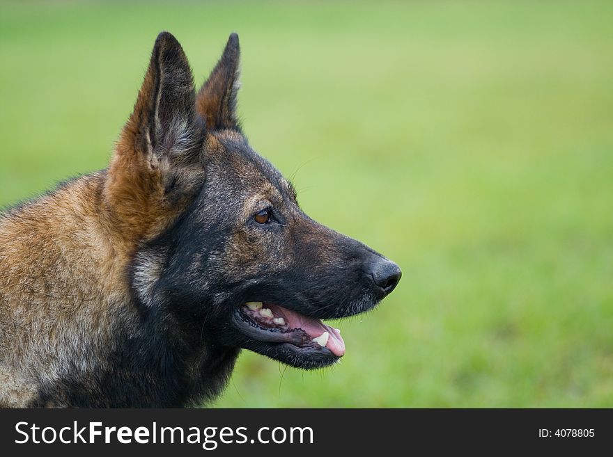 Germany Sheepdog Portrait