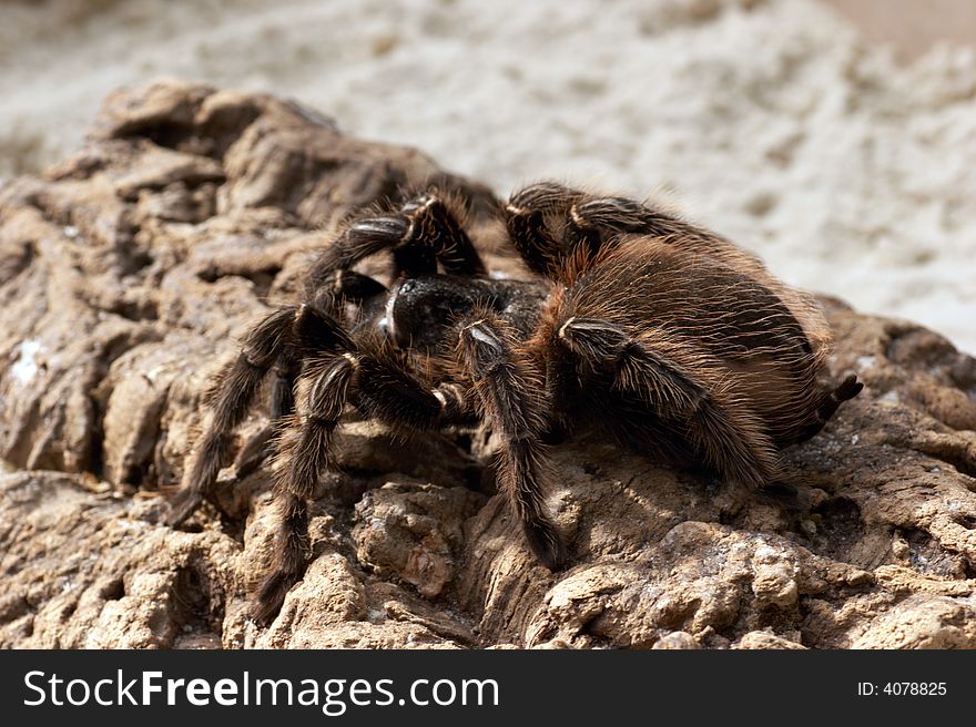 Spiders are predatory invertebrate animals that have two body segments, eight legs, no chewing mouth parts and no wings.