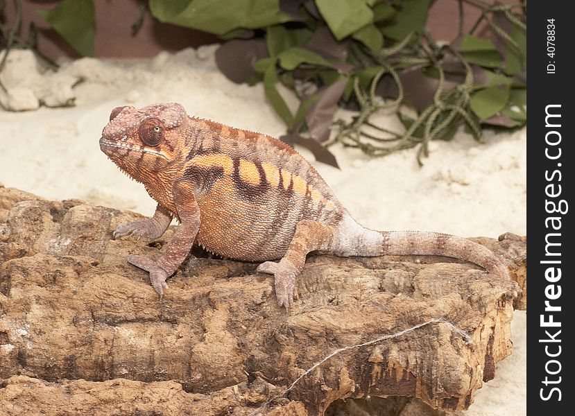 This Chameleon was captured at a rapture centre in the UK.