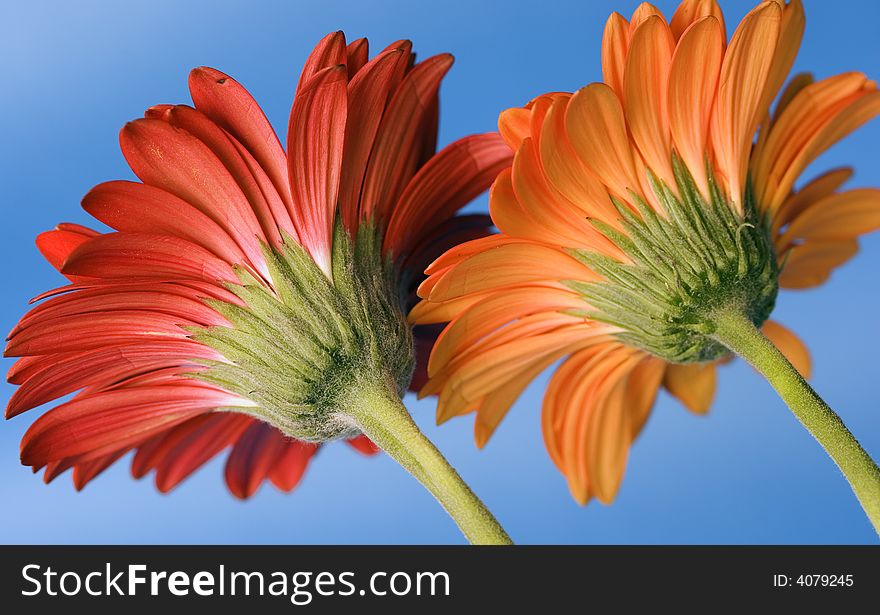 Macro image of one red and one yellow Gerber daisy as viewed from the back against bright blue background. Macro image of one red and one yellow Gerber daisy as viewed from the back against bright blue background.