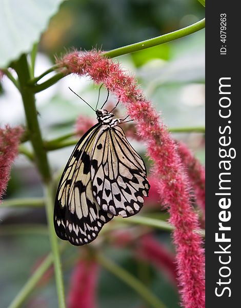 Rice Paper Butterfly