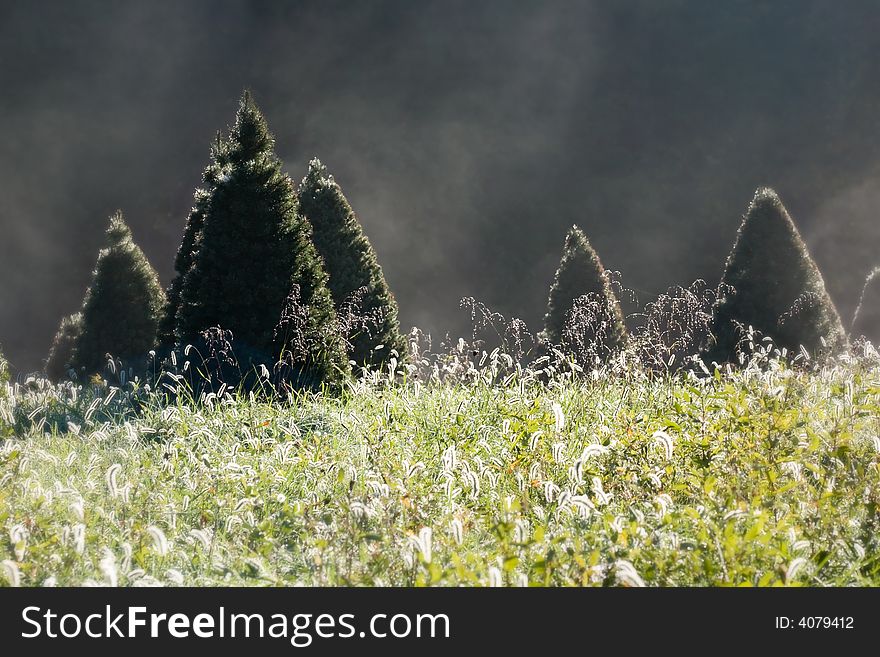 Christmas tree farm.