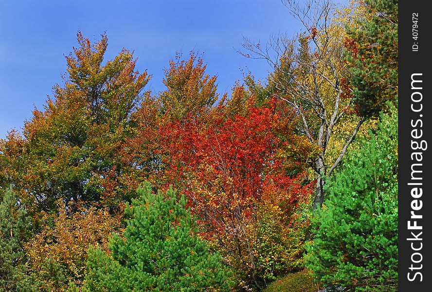 Colourful Trees